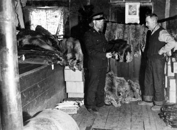“Our fur is checked and examined by the R.C.M. Police in the Store.” 1946. The RCMP enforced game regulations in the Yukon. 