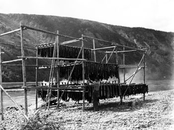 Arthur Anderson suspend des poissons sur le séchoir des Anderson, au bord du fleuve Yukon près de Forty Mile, vers 1938.