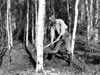 Claude coupe un arbre dans les bois près de Forty Mile. 1937.